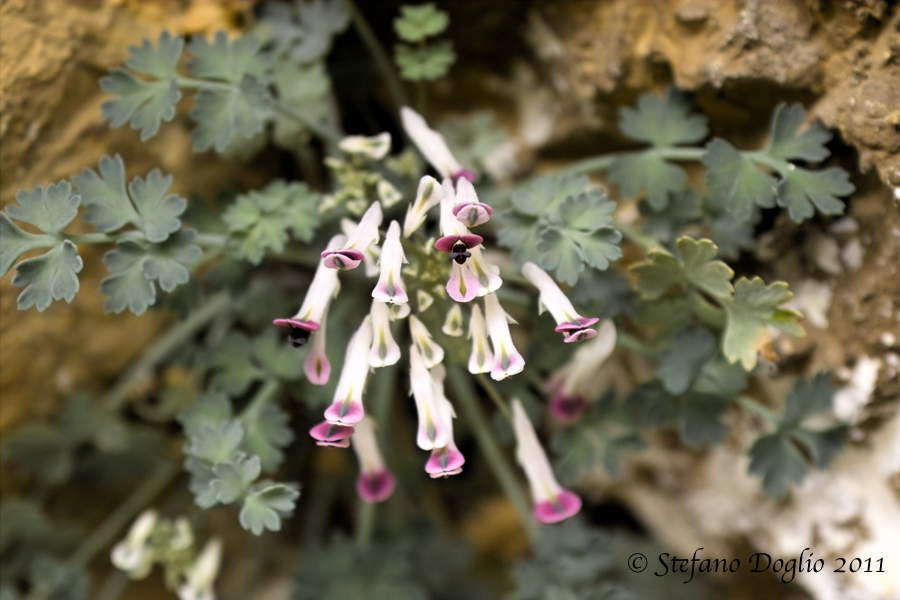 Rupicapnos (Fumaria) africana